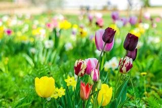 Pole Mokotowskie wiosna 2024