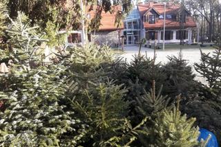  Co zrobić ze świąteczną choinką? Jak pozbyć się drzewka w Opolu? [PORADNIK, SZCZEGÓLY]