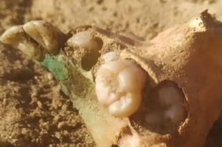 Kolejny intrygujący grób naukowcy odkryli w Pniu pod Bydgoszczą. To tzw. pochówki antywampiryczne [GALERIA]