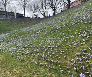 Krokusy na Wałach Chrobrego