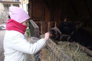 Żywa szopka u Ojców Franciszkanów w Skarżysku-Kamiennej