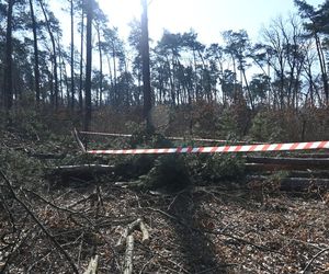 Tragedia podczas wycinki drzew. 51-latek nie żyje