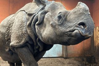 Warszawskie ZOO ma nową, dojrzałą mieszkankę. Przeprowadziła się z Berlina