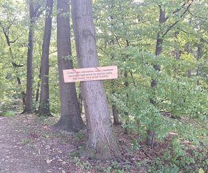 Arboretum Bramy Morawskiej zachwyca jesienią