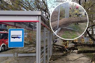 Potężna wichura w Warszawie. Drzewo spadło na ludzi czekających na autobus
