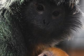 Lutung jawajski w ZOO w Gdańsku