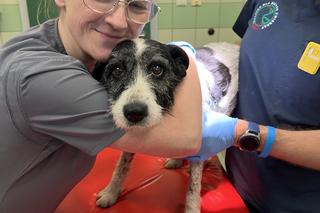 Weterynarze pomogli Tajce pogryzionej przez psy