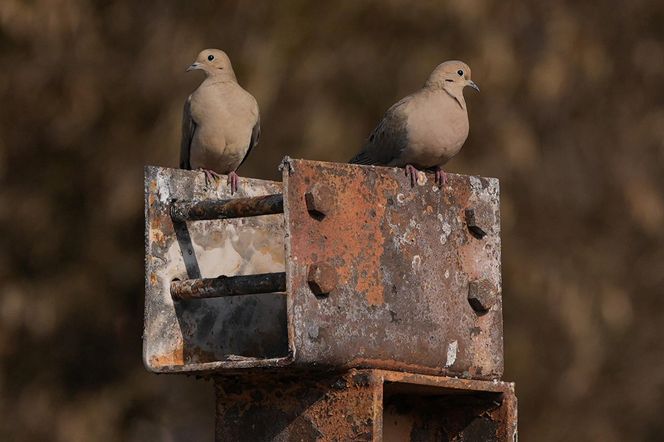 To koniec Los Angeles?! Miasto gwiazd może nie podnieść się po pożarach