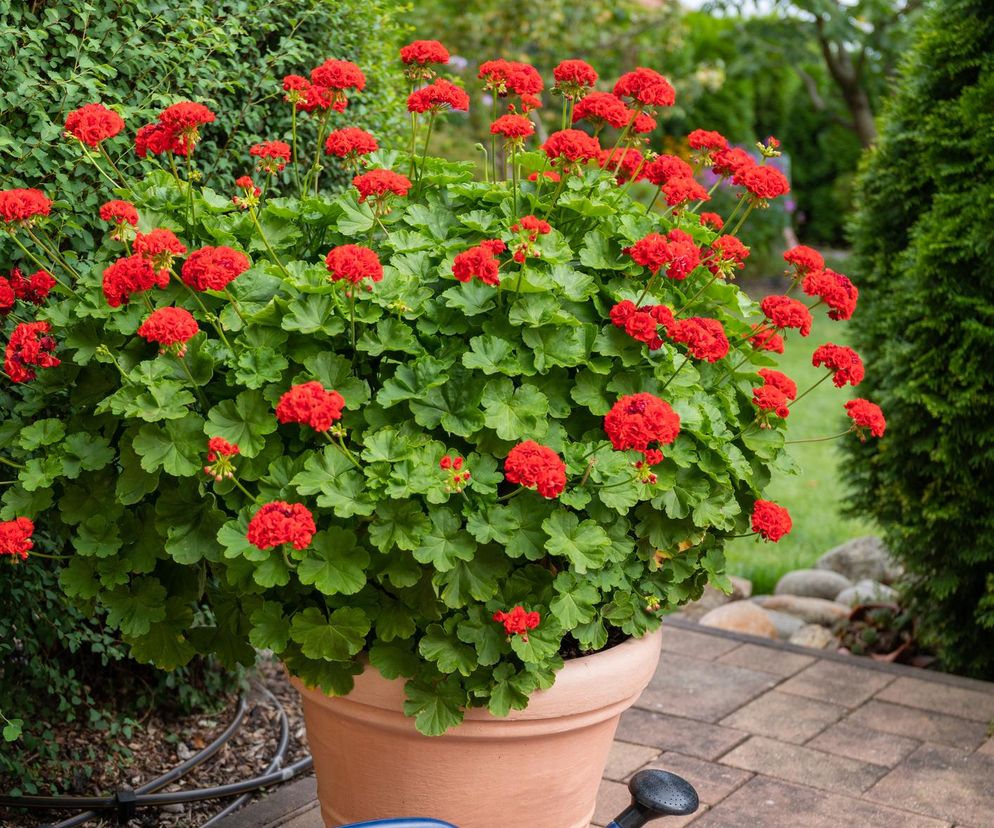 Pelargonia Calliope