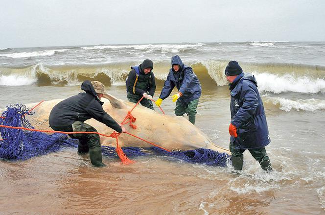 Wieloryb na polskiej plaży