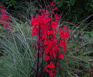 Lobelia szkarłatna