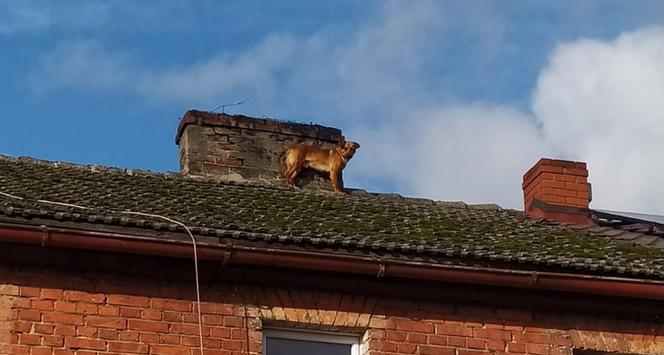 Pies utknął na dachu. Do zejścia strażacy przekonali go kiełbasą