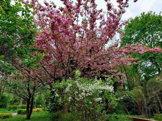 Ogród Botaniczny UKW jest jak nowy. Sprawdźcie, co się tam zmieniło!