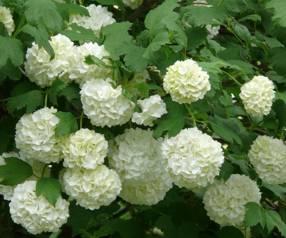 Kalina koralowa 'Roseum'