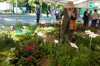 Chorzów: Kwiaty, zioła i dodatki do ogrodu. W Parku Śląskim trwa Święto Kwiatów [ZDJĘCIA]