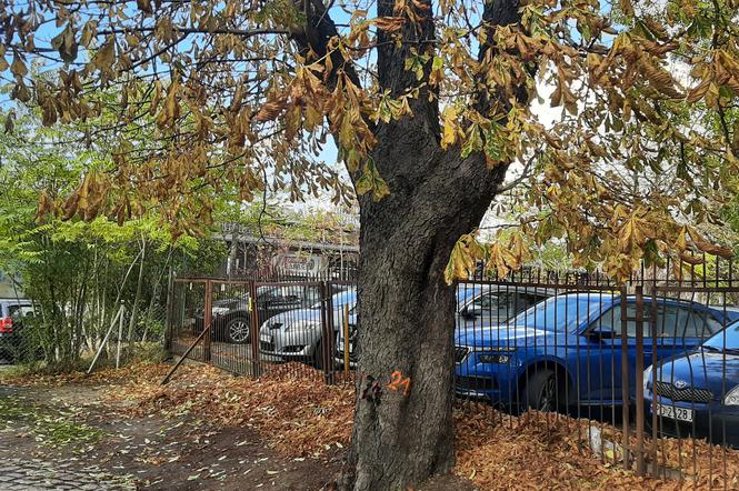 Drzewa wyznaczone do wycinki przy ul. Składowej