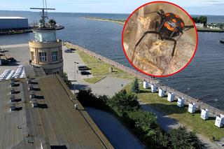 Jadowite pająki w porcie w Gdańsku! Przypłynęły transportem wojskowym? To owiany złą sławą gatunek