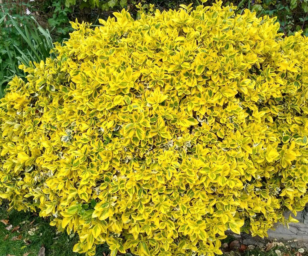 Trzmielina Fortune’a 'Emerald 'N' Gold