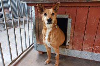 ​Śmieciarki ze zdjęciami psów wyjechały na ulice Leszna. Ruszyła akcja „Czysta Miłość”