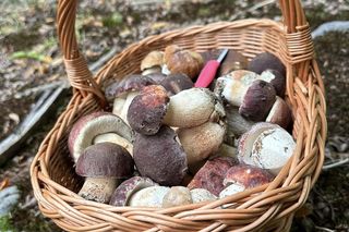 Rozpoczęło się jesienne grzybobranie!