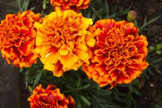 Aksamitka rozpierzchła