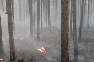 Rządowe Centrum Bezpieczeństwa ostrzega Mazowsze! Duże zagrożenie pożarowe w lasach [PILNE]