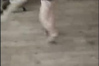 Dziewczynka rzucała kotem, matka nagrywała! Interweniowała policja