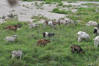 Pomór nad Wisłą. Padły ekologiczne kozy z hodowli Trzaskowskiego
