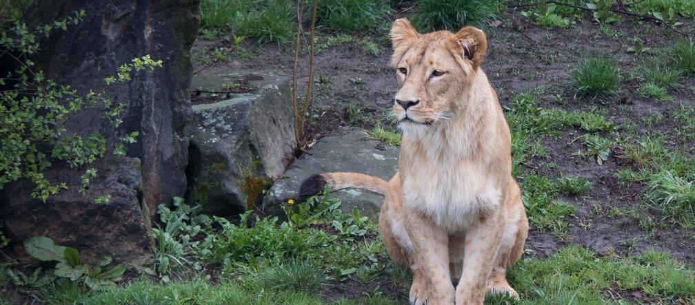 Śląski Ogród Zoologiczny ma nowego mieszkańca. To lwica Anoona. Jest pogodna i towarzyska [ZDJĘCIA]