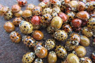 Inwazja azjatyckich biedronek w Polsce. Tak wyglądają i mogą być groźne!