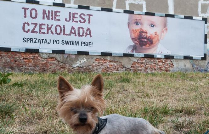 Psia kupa na twarzy dziecka. Mocna kampania: To nie jest czekolada