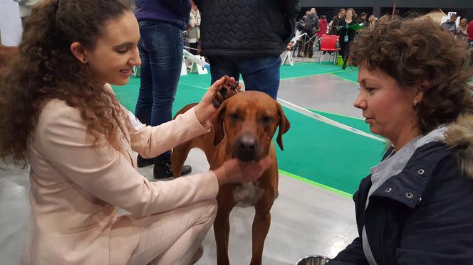 Międzynarodowa Wystawa Psów Rasowych w Bydgoszczy