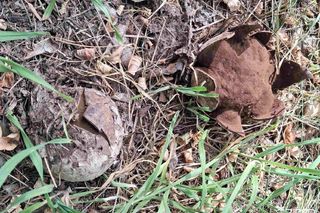 Niezwykłe znalezisko w centrum Poznania - to egzemplarz rzadkiego grzyba - Grzybogwiazda