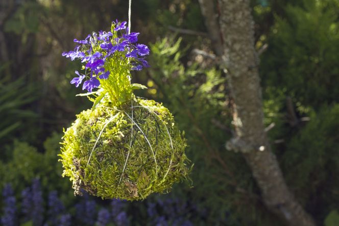 Kokedama