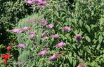 Budleja Dawida (Buddleja davidii) 