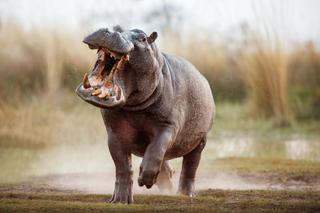 Hipopotamy giganty mnożą się jak szalone! Wszystko przez kokainę
