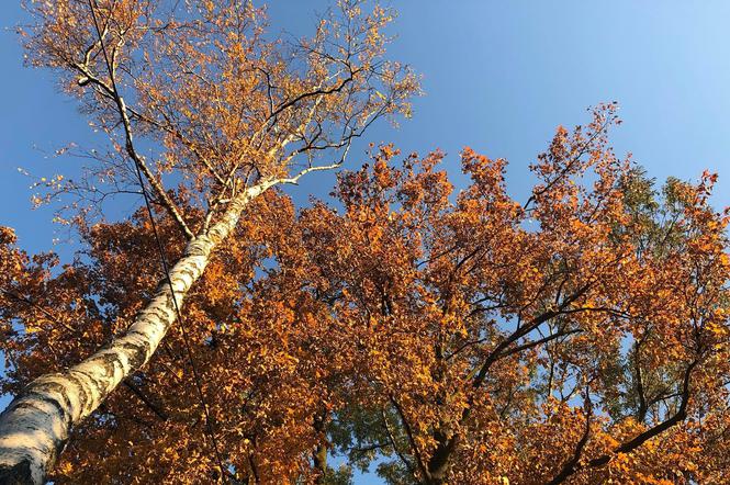  Pogoda na Wszystkich Świętych 2018 w Krakowie. Jaki będzie początek listopada? [1 LISTOPADA, PROGNOZA POGODY]