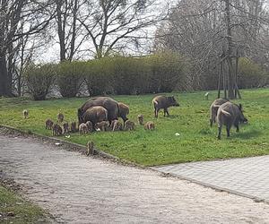 Dzik jest dziki, dzik jest zły? Jak się zachować, kiedy spotkamy go na swojej drodze?