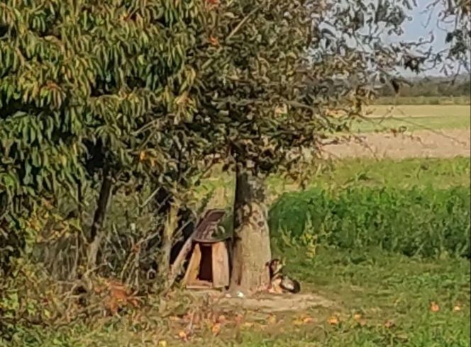 Suczka żyła wśród pól, na łańcuchu. Nawet nie przy budzie. Od wiatru osłaniała ją taczka