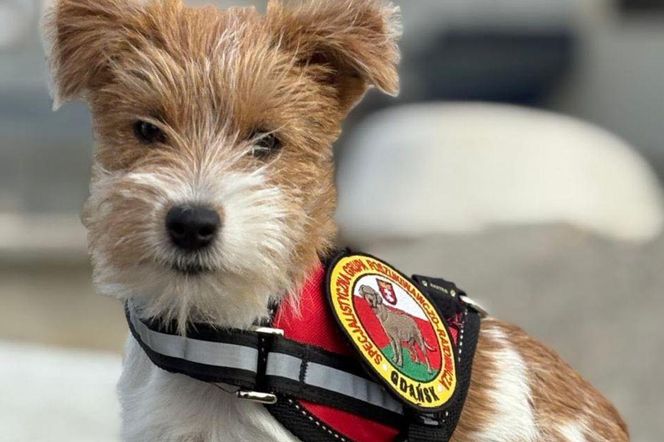 Nowy członek w Grupie Poszukiwawczo-Ratowniczej OSP Gdańsk! Do zespołu dołączyła Lea