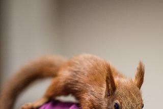 Wielka operacja mikropacjenta