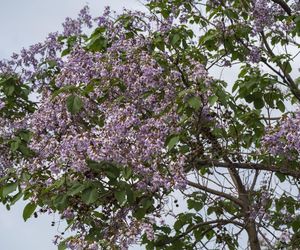 Paulownia