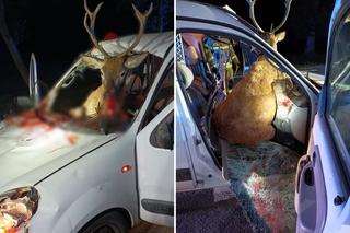 Potrącony jeleń wskoczył do samochodu. Fatalny finał