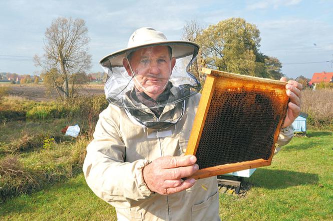 Amerykańska zaraza zabija polskie pszczoły