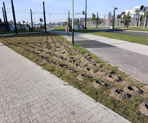 Kraków. Nasadzenia w ramach budowy KST do Górki Narodowej. Mieszkańcy krytykują: „ozdobne krzewy proszę sobie posadzić w ogródku albo na balkonie”