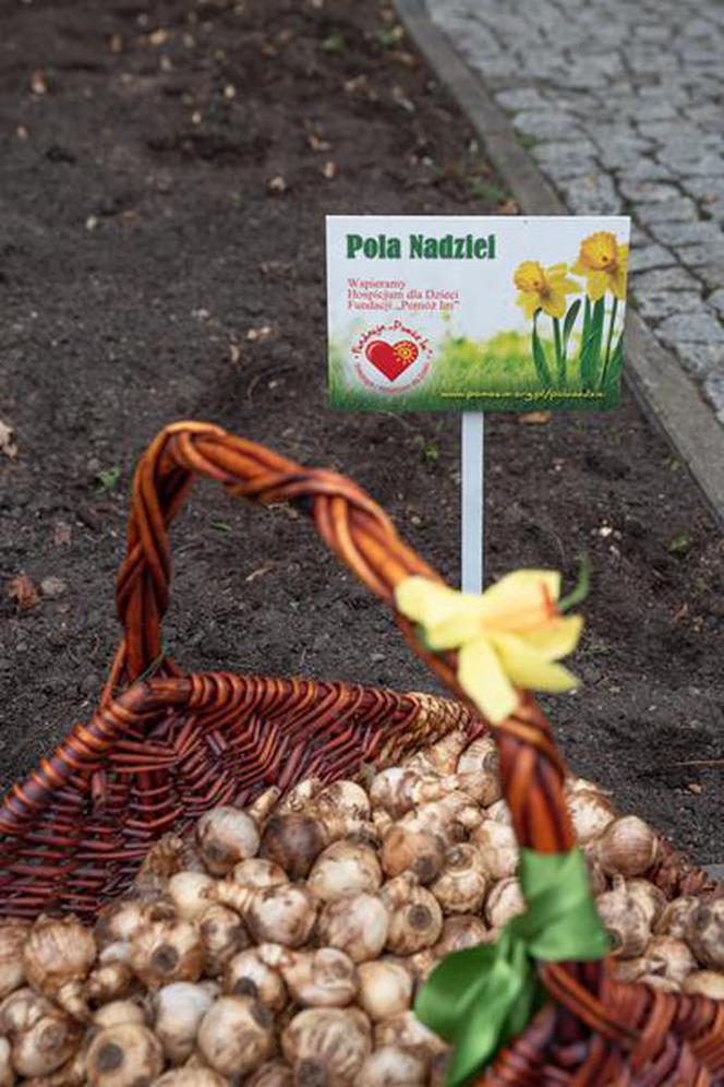 Fundacja "Pomóż Im". Po raz dziesiąty zaczęli siać Pola Nadziei [ZDJĘCIA]