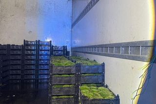 60-latek kradł mech z lasu