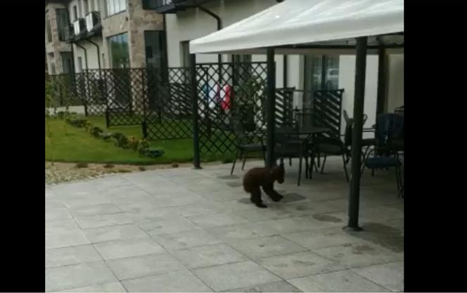 Niedźwiedź odwiedził hotel w Bieszczadach. Tego widoku nie da się zapomnieć! [WIDEO]