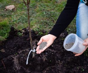 Czy można jesienią stosować obornik gołębi pod drzewa owocowe?