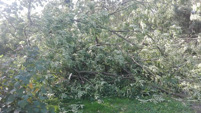 Powiśle. Halny łamał gigantyczne drzewa jak zapałki i przewracał je na samochody!